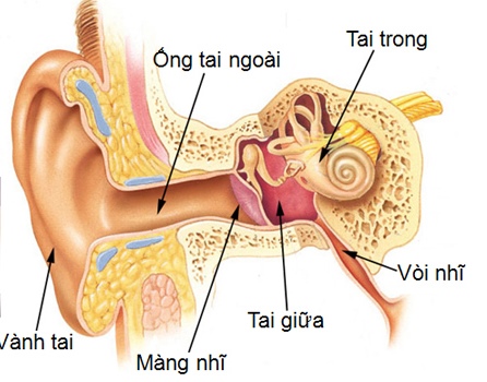 Viêm tai cholesteatoma - Hình ảnh minh họa